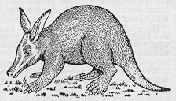 Aardvark